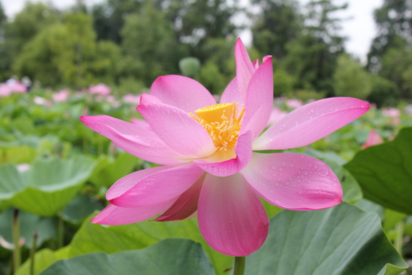 See Lotus and Lilies in Full Summer Bloom! - Mindful Healthy Life