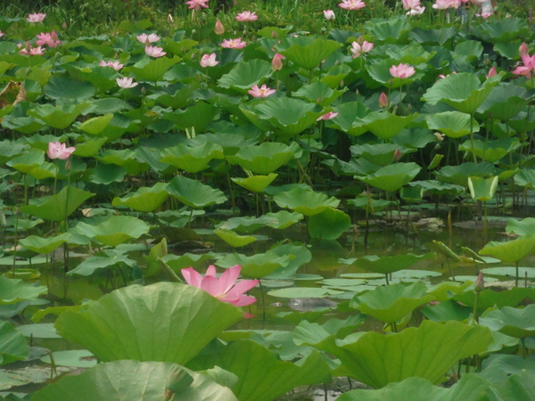 Lotus and lilies lovely in July! - Mindful Healthy Life